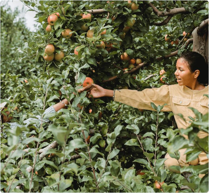 Woman picking - Year round demand