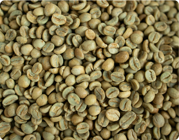Robusta Coffee