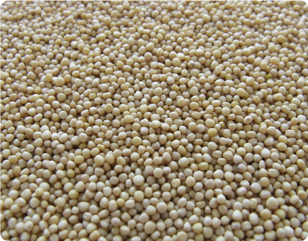 Non-GMO Soya Bean